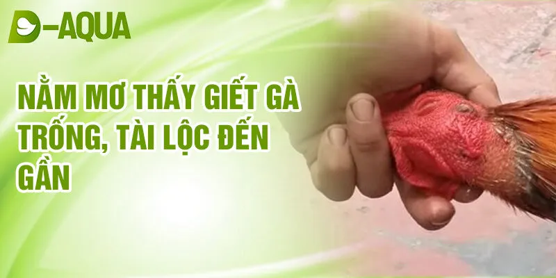 Nằm Mơ Thấy Giết Gà: Điềm Báo Tương Lai & Số May Mắn 2 Nằm mơ thấy giết gà trống, tài lộc đến gần
