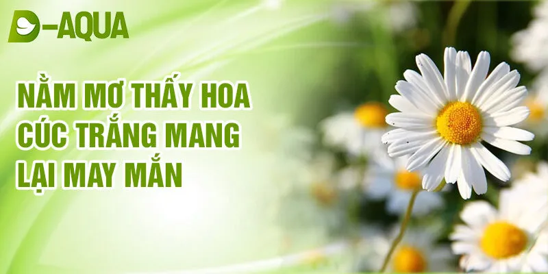 Nằm Mơ Thấy Hoa Cúc: Dự Báo Bí Ẩn Của Đời Sống 2 Nằm mơ thấy hoa cúc trắng mang lại may mắn