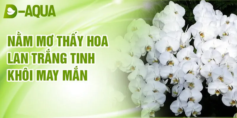 Nằm Mơ Thấy Hoa Lan: Khám Phá Tài Lộc Từ Giấc Mơ 2 Nằm mơ thấy hoa lan trắng tinh khôi may mắn