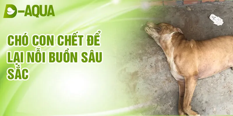 Nằm Mơ Thấy Chó Chết: Bí Ẩn & Điềm Lành Số May 3 Chó con chết để lại nỗi buồn sâu sắc