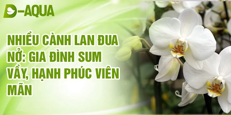 Nằm Mơ Thấy Hoa Lan: Khám Phá Tài Lộc Từ Giấc Mơ 3 Nhiều cành lan đua nở: gia đình sum vầy, hạnh phúc viên mãn