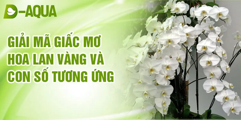 Nằm Mơ Thấy Hoa Lan: Khám Phá Tài Lộc Từ Giấc Mơ 4 Giải mã giấc mơ hoa lan vàng và con số tương ứng