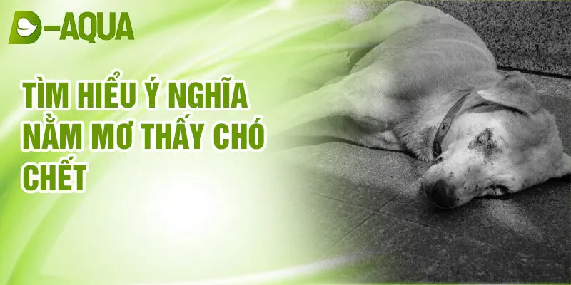 Nằm Mơ Thấy Chó Chết: Bí Ẩn & Điềm Lành Số May 4 Tìm hiểu ý nghĩa nằm mơ thấy chó chết